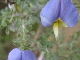 Lotononis sericophylla flowers